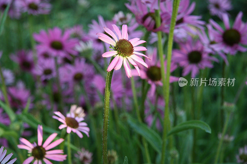 紫锥菊