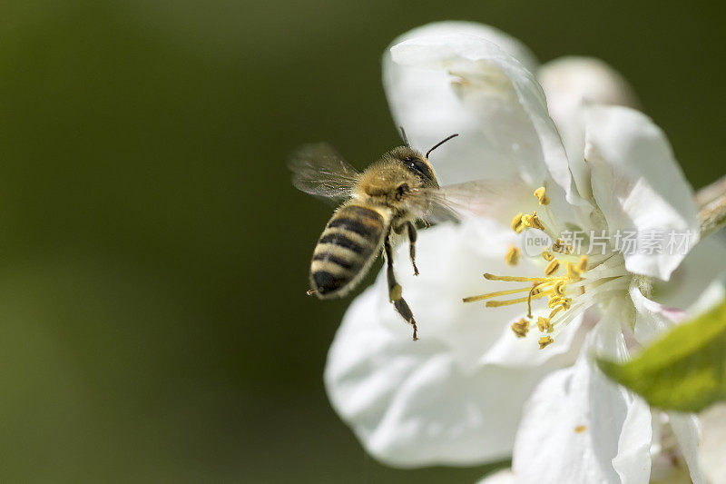 蜜蜂飞向苹果花