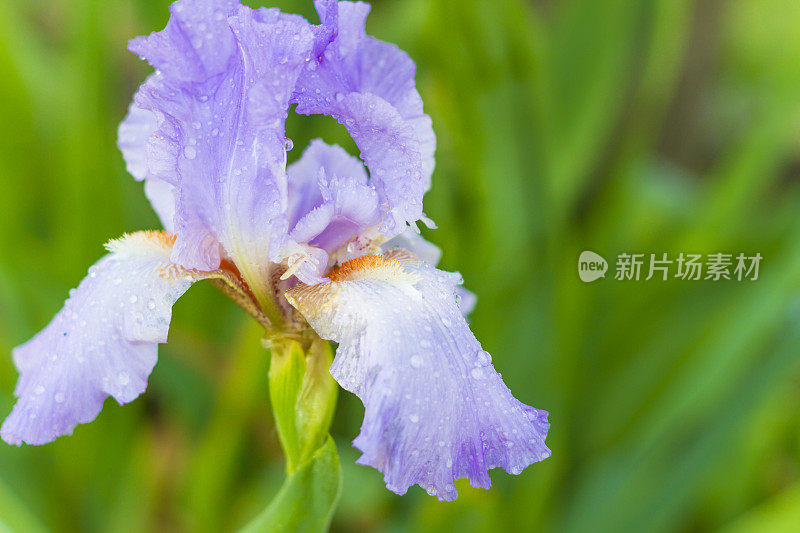 明亮的紫色鸢尾植物生长在花园里