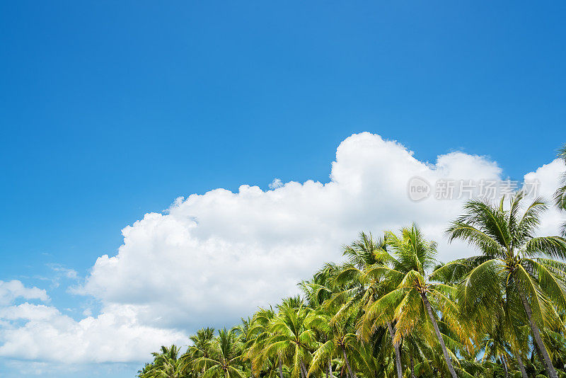 棕榈树和云彩是天空的背景