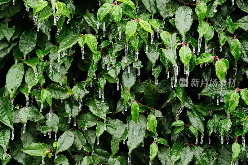 月桂树篱与冰雨冰柱