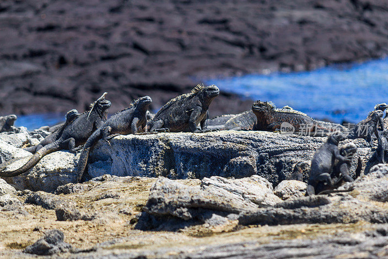 加拉帕戈斯群岛上晒太阳的海鬣蜥