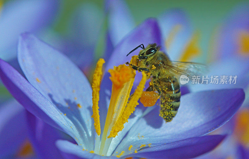 蜜蜂在磨粉