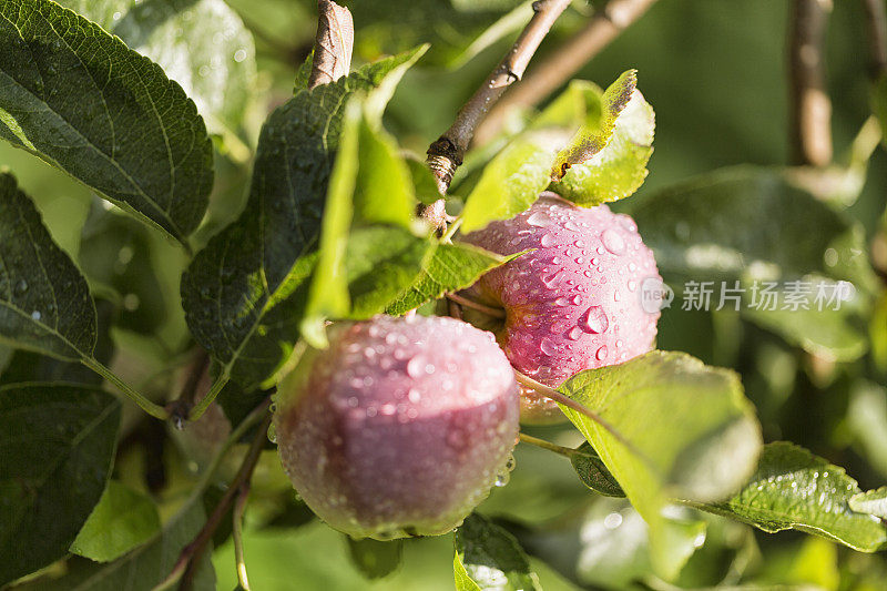 新鲜的苹果挂在树上，沾满了雨滴