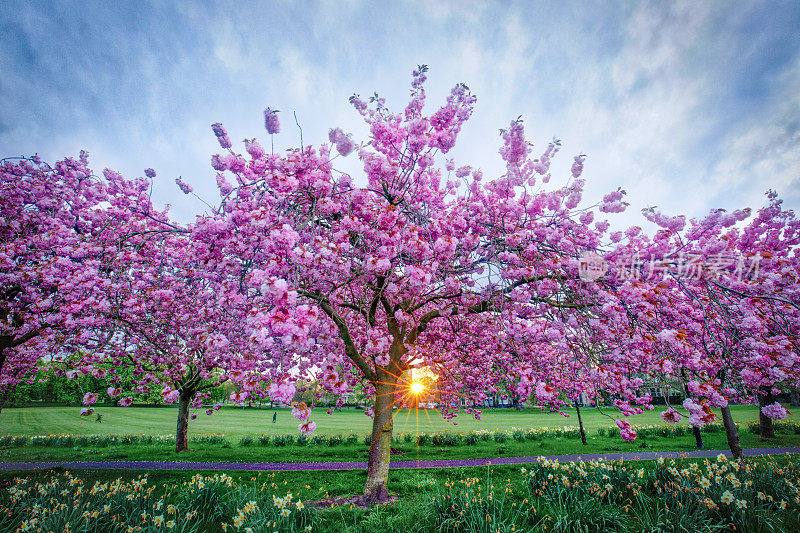 英国北约克郡的哈罗盖特，春天盛开的樱花树