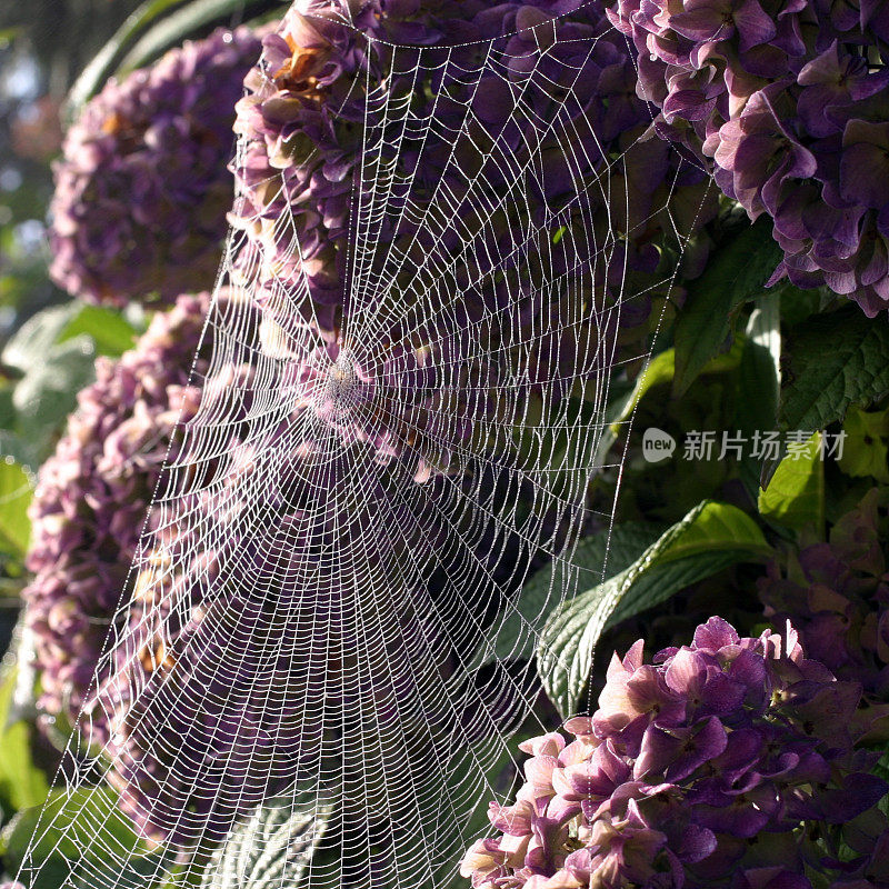 蜘蛛网在绣球花