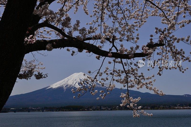 富士山和川口湖的樱花