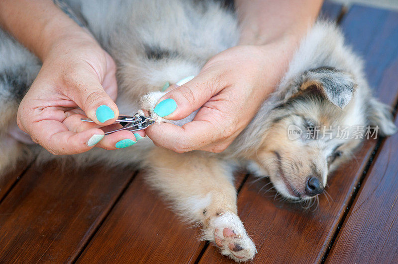 切爪子的设得兰牧羊犬小狗