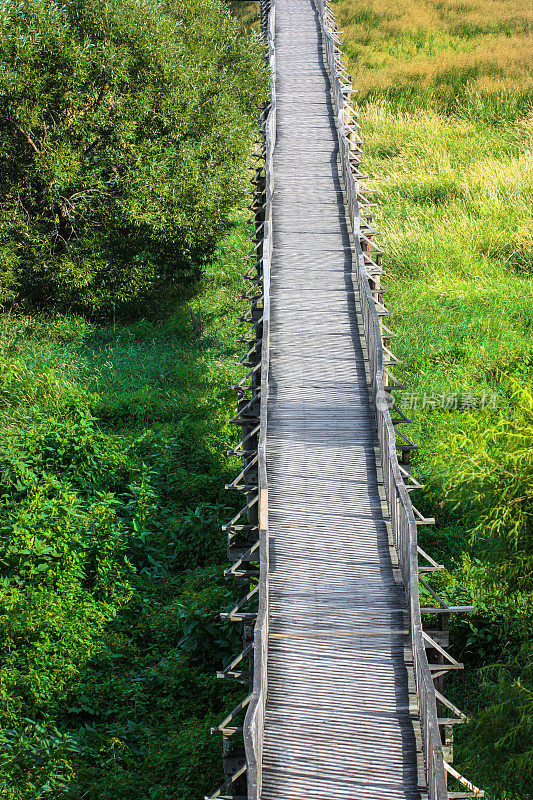 木桥横跨一些湿地