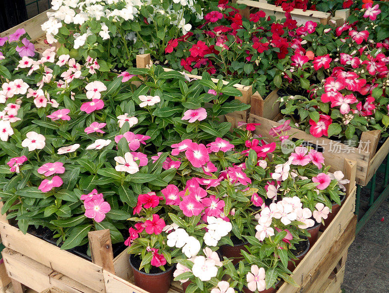 各种花园凤仙花(凤仙花)的杂交品种，装在木容器里，在花卉市场上出售