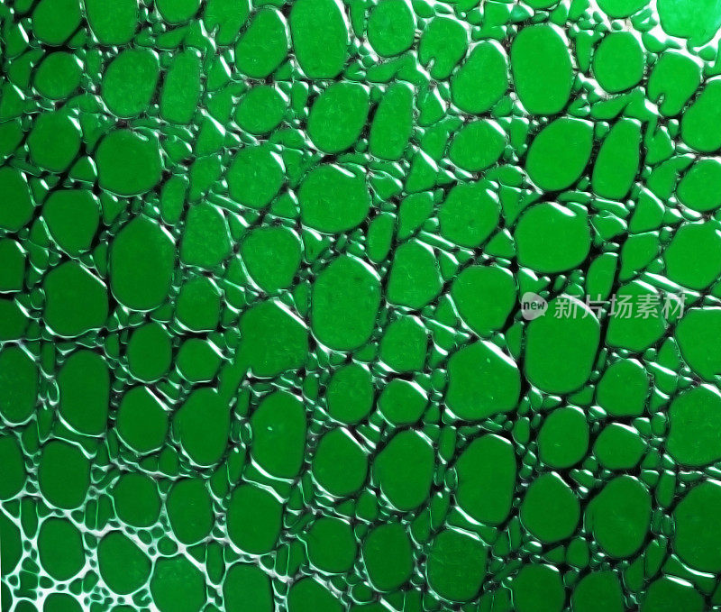 绿色浮雕纹理与圆形图案和脉络