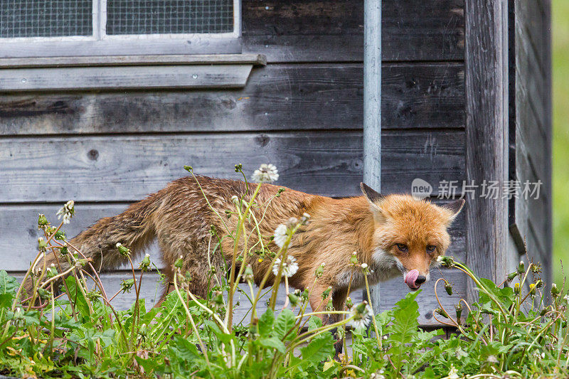 饥饿的红狐站在鸡舍前