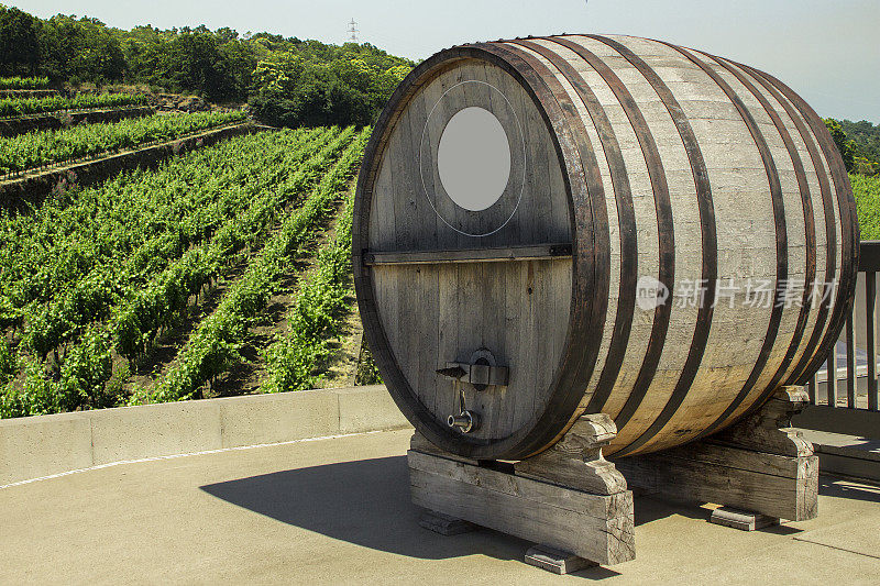 葡萄酒厂与木桶和葡萄藤在背景与copyspace。红葡萄酒和白葡萄酒从葡萄园储存桶。