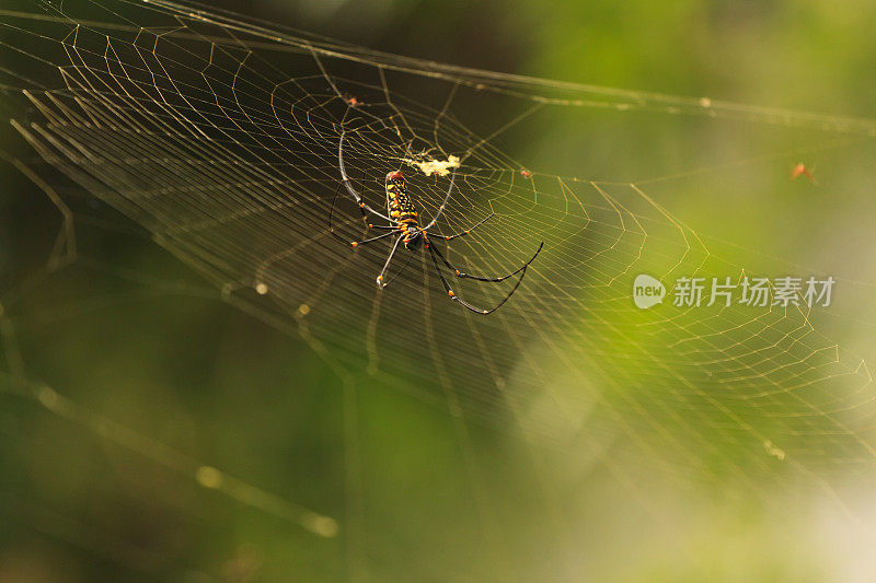 雌性金网蜘蛛
