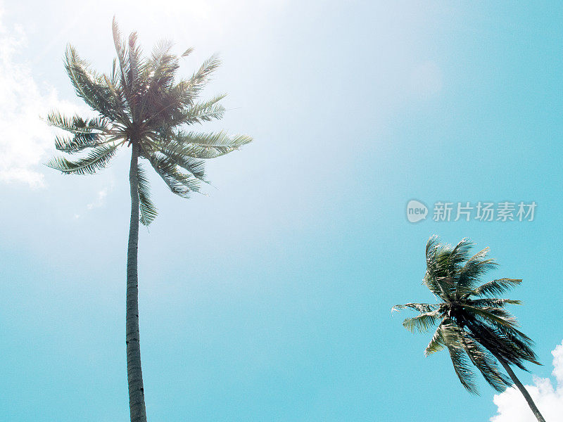 蓝天上高大的棕榈树剪影。棕榈树冠与绿色的叶子在阳光灿烂的天空背景。