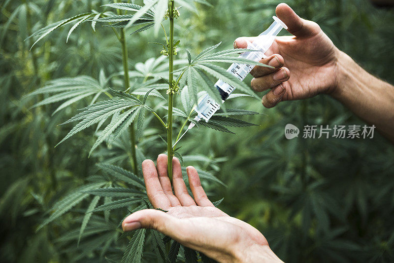 大麻的化学改性