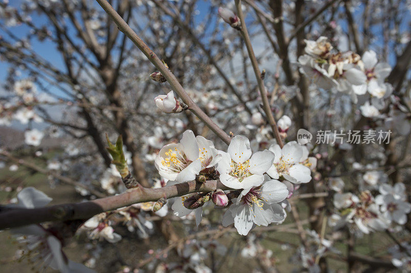 杏仁果园花的特写