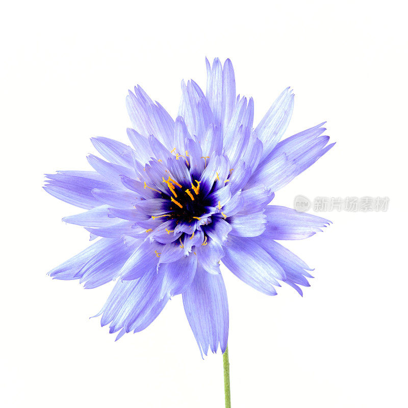 野生蓝色琥珀花，菊苣