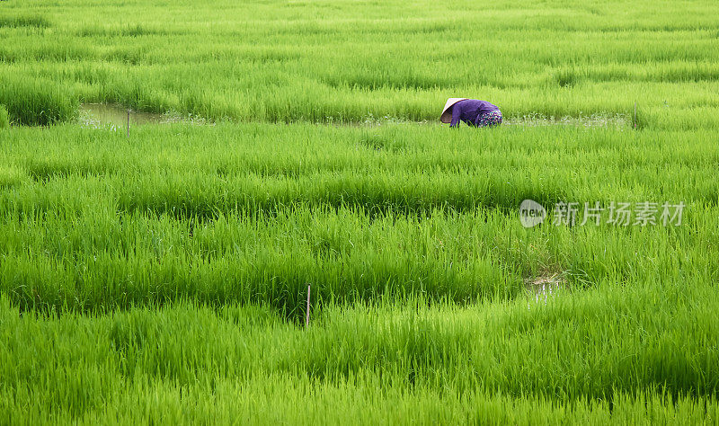 越南稻田里的稻农