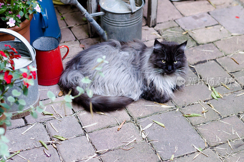 一只缅因猫躺在院子里