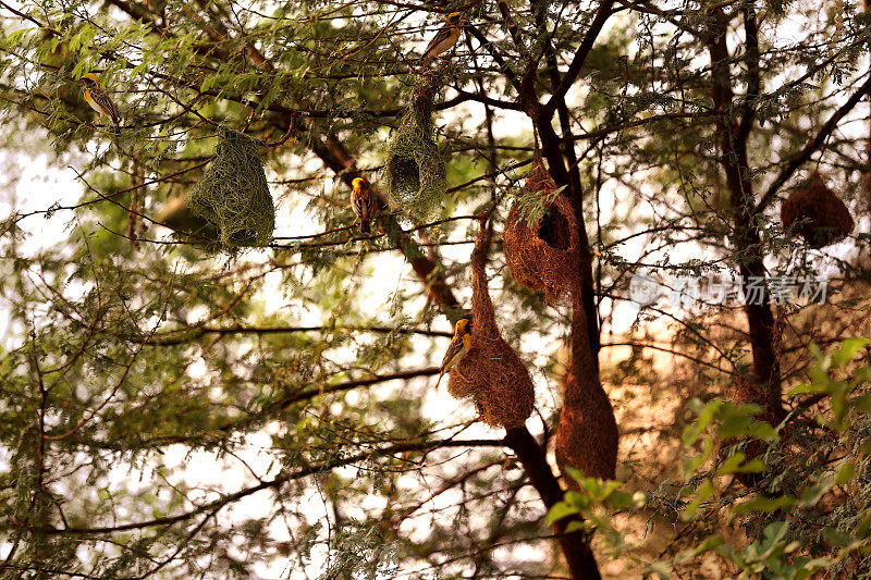 鸟笼挂在树上