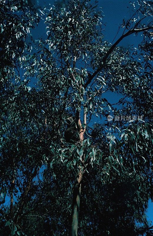 1970年，树上的考拉
