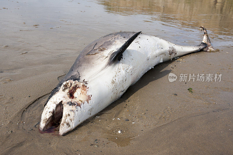 英国北威尔士海滩上的死海豚