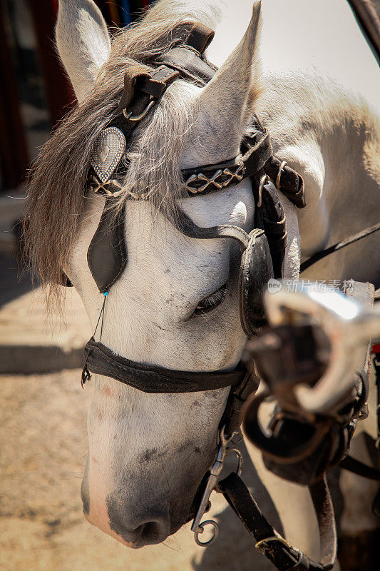 悲伤的动物-白马