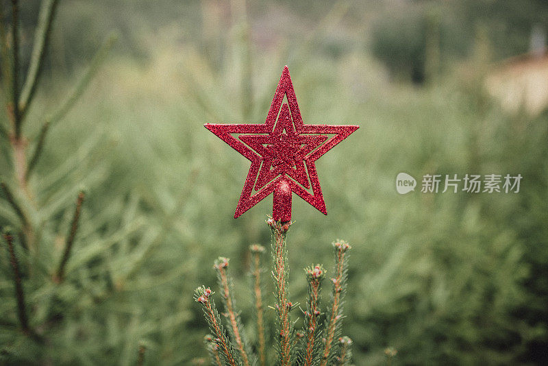 圣诞树上的红星形状