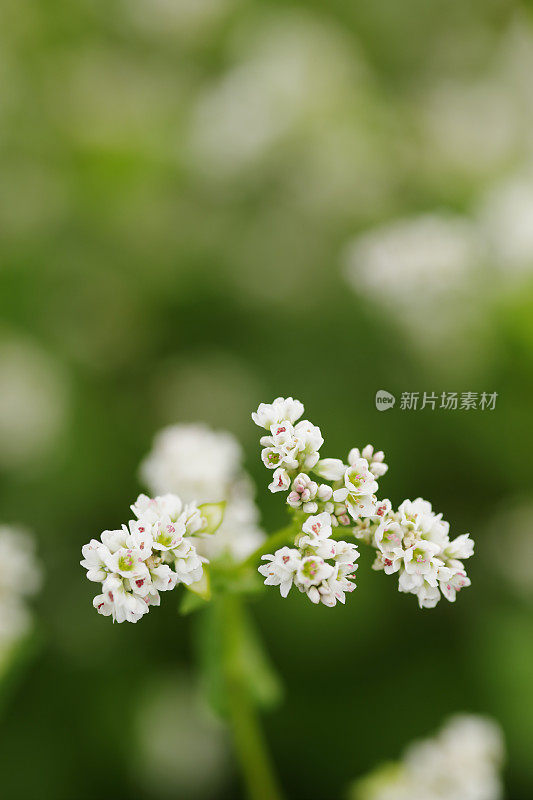 荞麦花