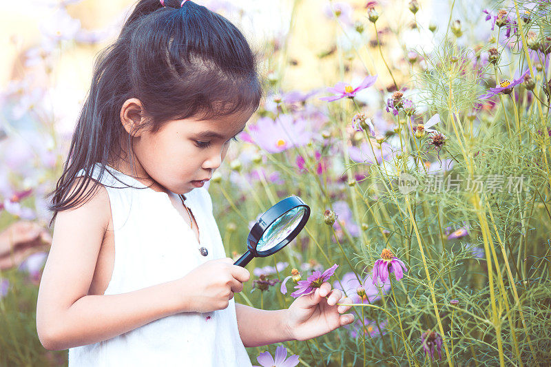可爱的亚洲小女孩看着美丽的花通过放大镜在宇宙花田