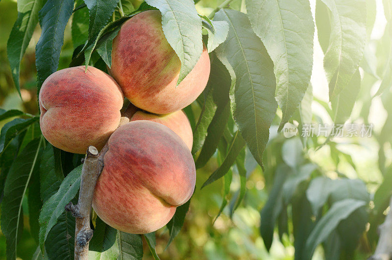 花园里，成熟的桃子挂在树枝上。