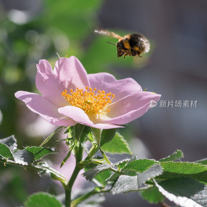 大黄蜂飞向粉红色的花朵
