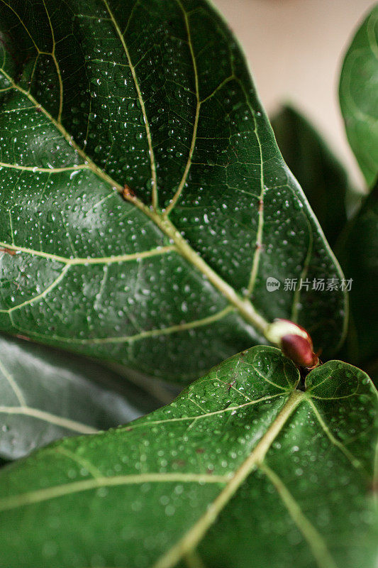 小提琴树叶无花果树叶与水滴