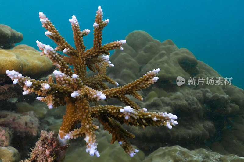 水下图像鹿角珊瑚(Acropora)显示遇险的迹象和珊瑚白化