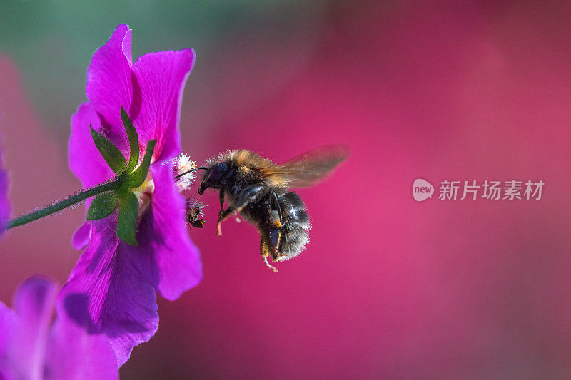 大黄蜂