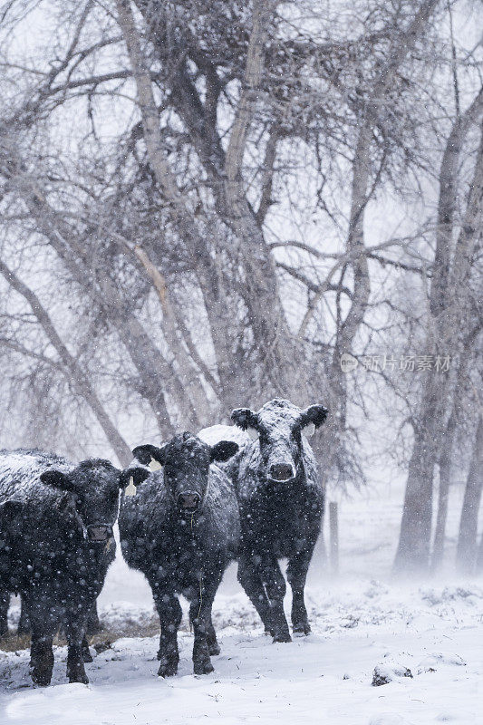 冬天，肉牛站在暴风雪中