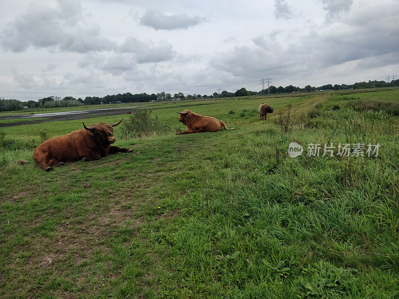 高地上的奶牛，静静地坐在美丽的风景里