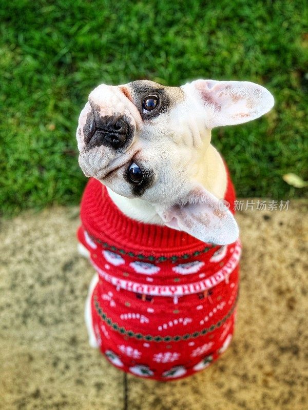 花衣法国斗牛小狗在红色针织圣诞套头衫在花园里玩