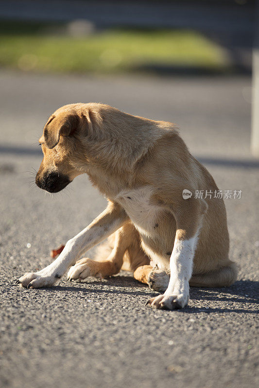 被遗弃的悲伤无家可归的狗