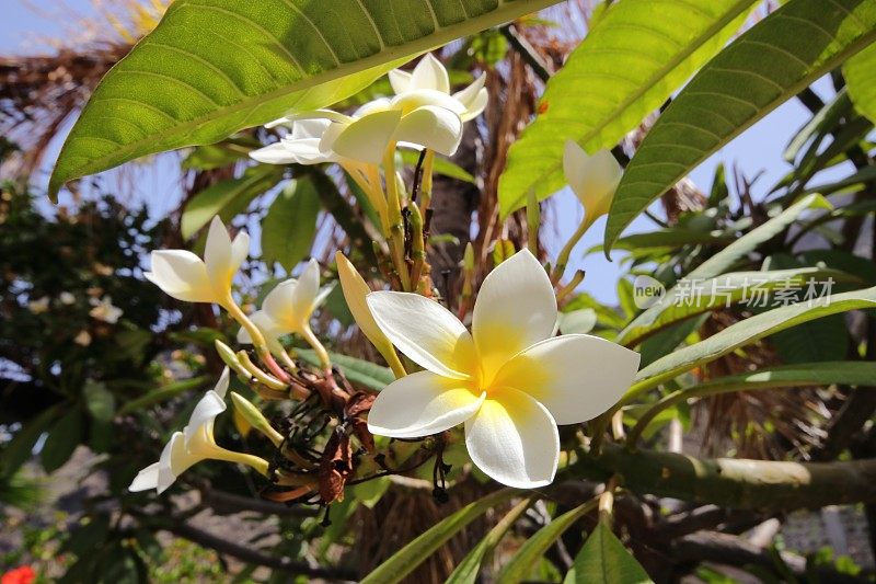 特内里费岛的鸡蛋花