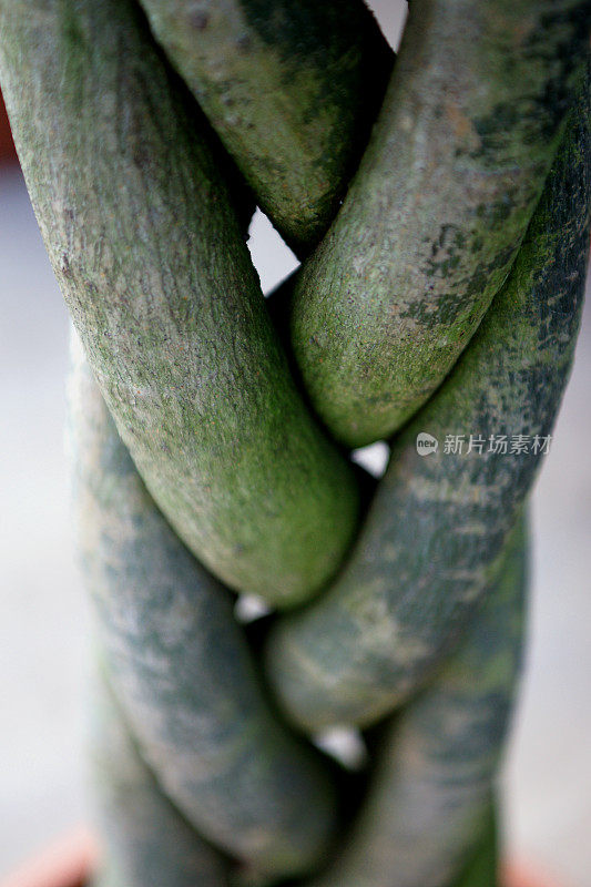 树干上的苔藓特写