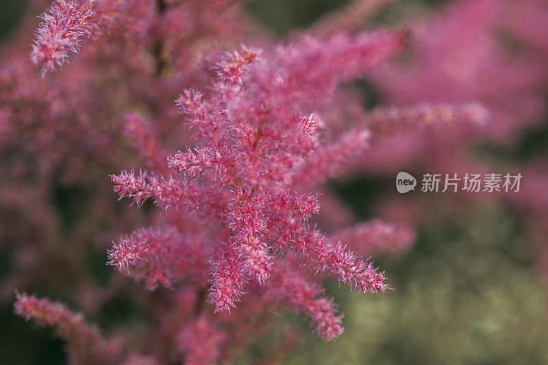 夏天的花园里长着粉红色的落新妇花