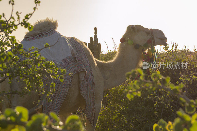 下加利福尼亚州沙漠中以植物为食的上镜骆驼