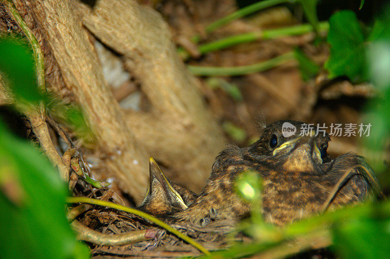 黑鸟坐在巢上