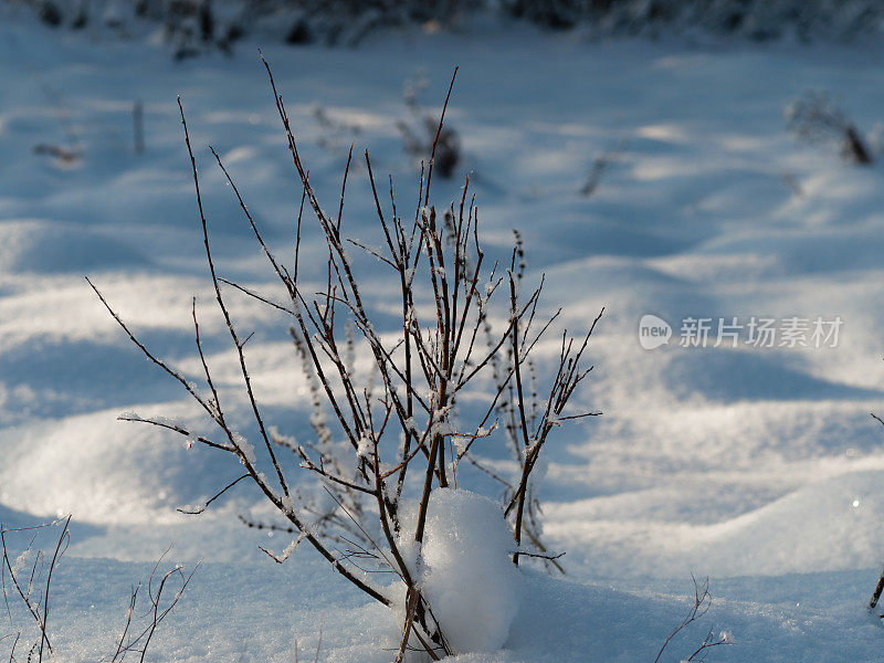 地上有雪