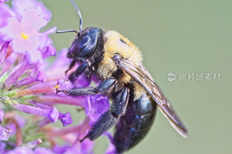 大黄蜂