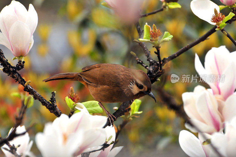 玉兰花和可爱的小鸟