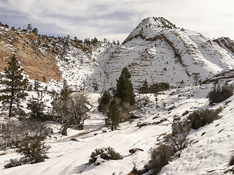 雪地景观和砂岩悬崖沿着风景优美的道路附近的棋盘Mesa在锡安国家公园犹他州