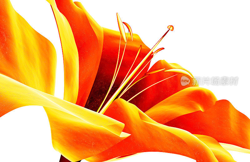 红外线图像上的一朵花孤立的白色，朱顶菊的3d插图。